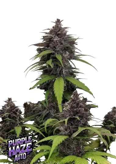 Purple Haze Auto - FastBuds Seeds