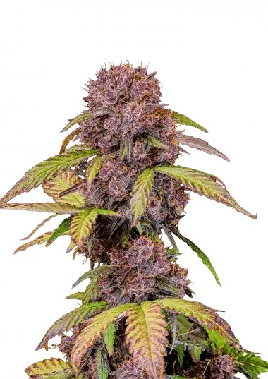 Lemon Cherry Cookies Auto - FastBuds