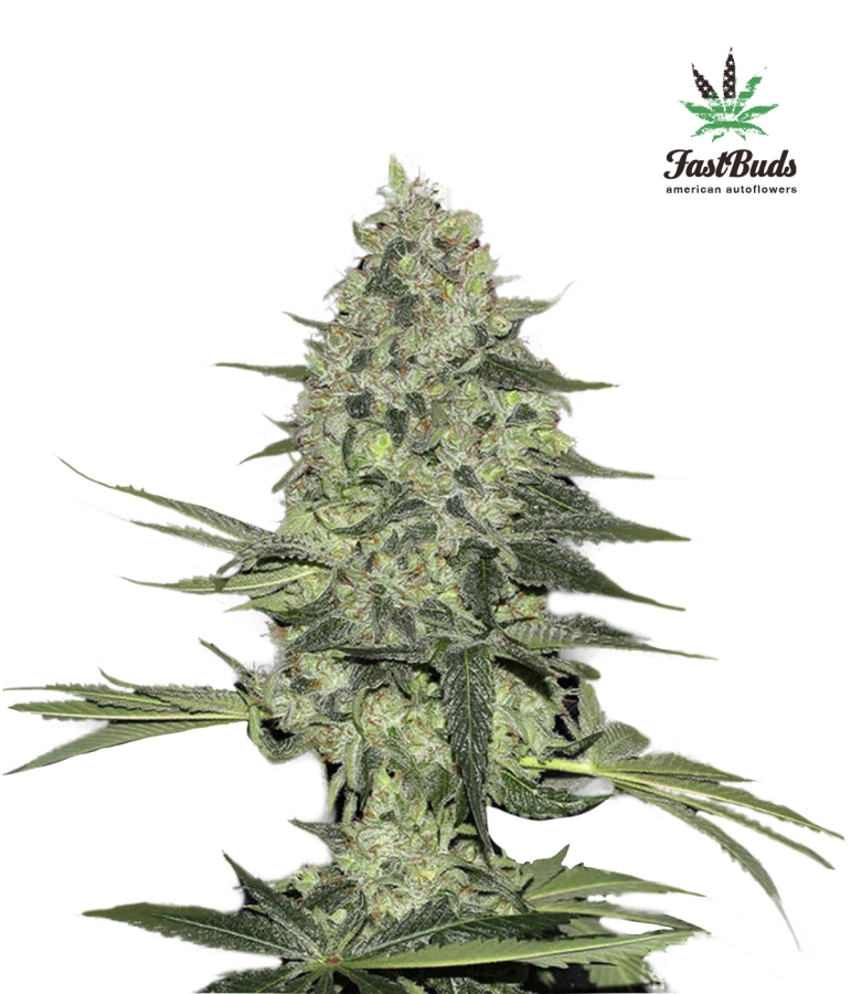 Rhino Ryder Auto - FastBuds Seeds