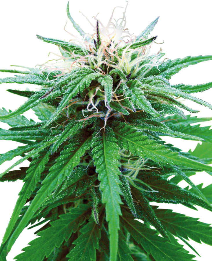 Ruderalis Indica regulär - Sensi Seeds