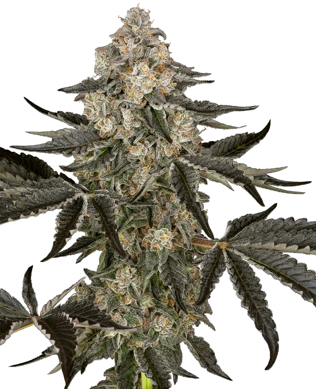 Sauvignon Blanc Auto - Sensi Seeds