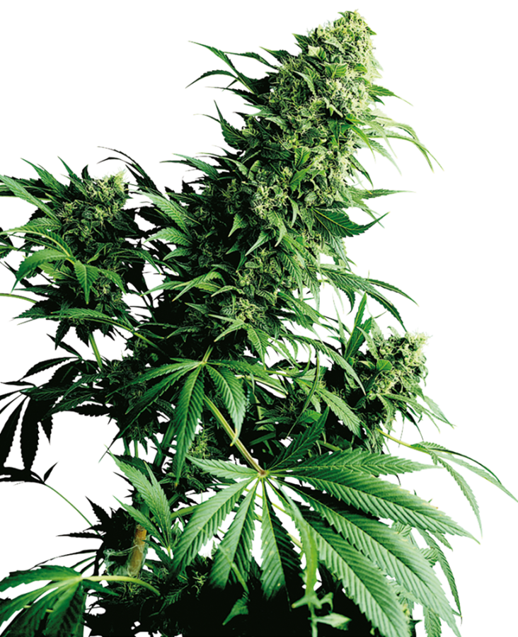 Shiva Shanti regulär - Sensi Seeds