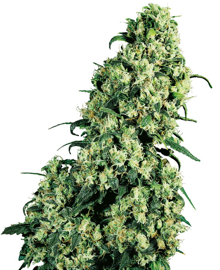 Skunk #1 - Sensi Seeds