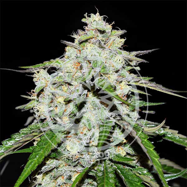 Space Cookies Auto - Delicious Seeds