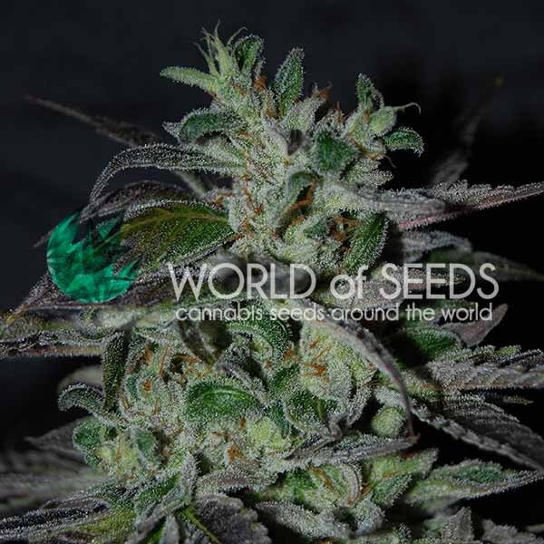 Strawberry Blue Early Harvest - World of Seeds