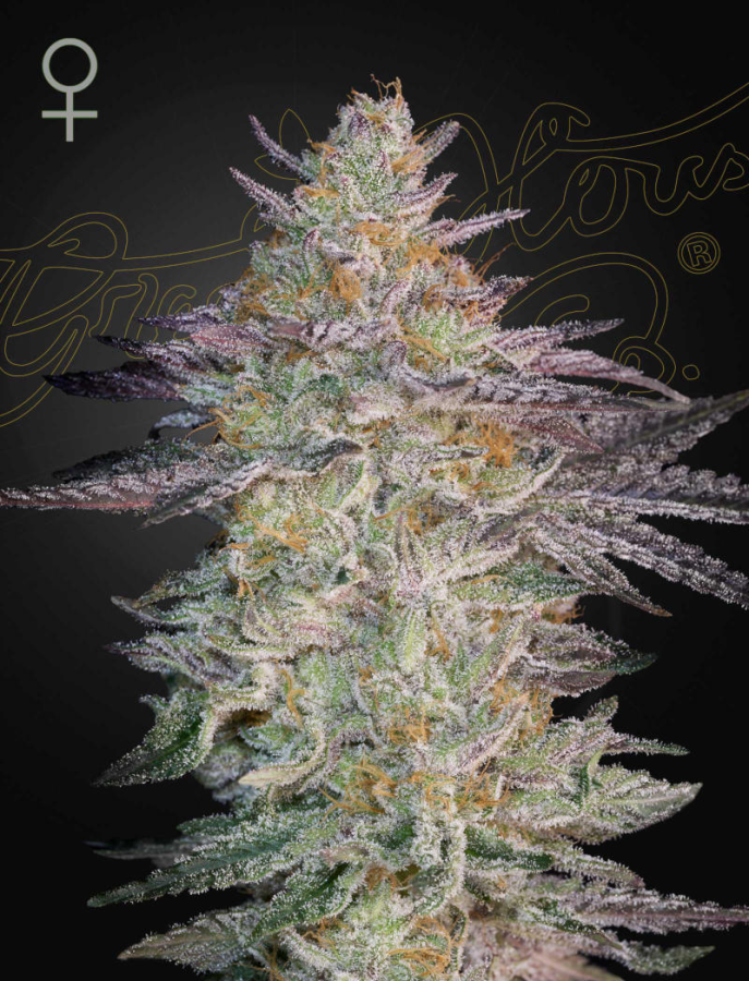 Super Lemon Haze x GMO - GreenHouse Seeds