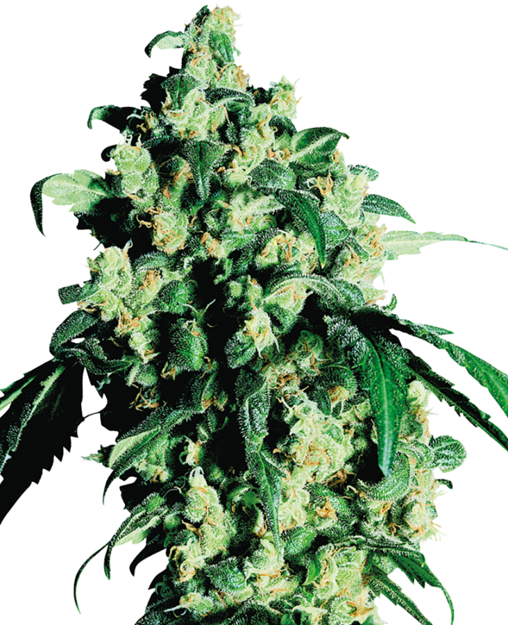 Super Skunk - Sensi Seeds