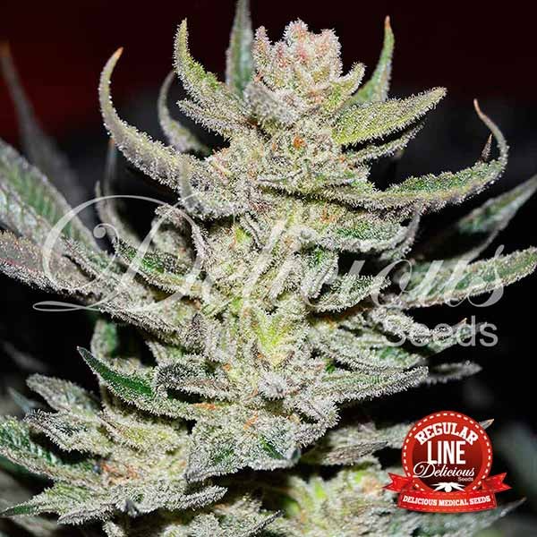 Unknown Kush regulär - Delicious Seeds