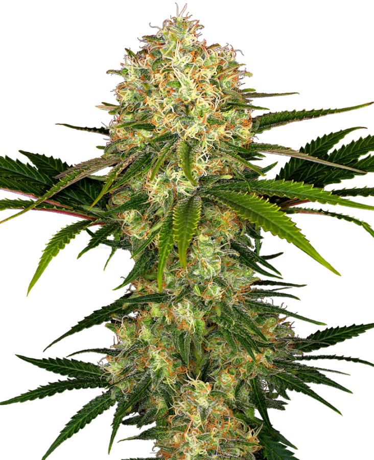 Afghani #1 regulär - Sensi Seeds