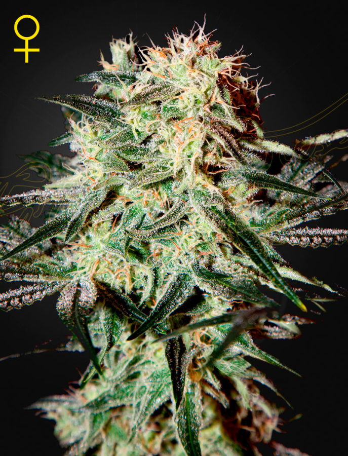 Arjan's Strawberry Haze - GreenHouse Seeds
