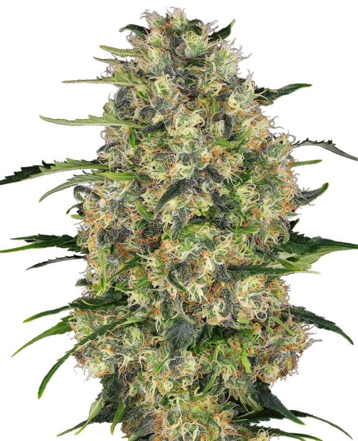 Black Domina - Sensi Seeds