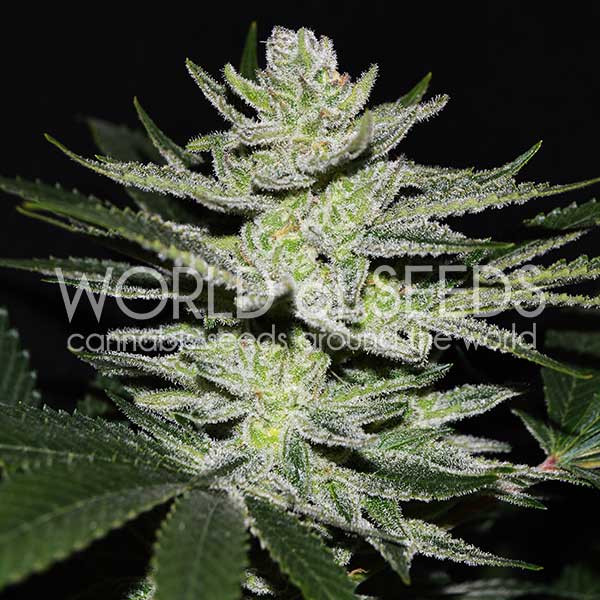 Chocolate Thai OG - World of Seeds
