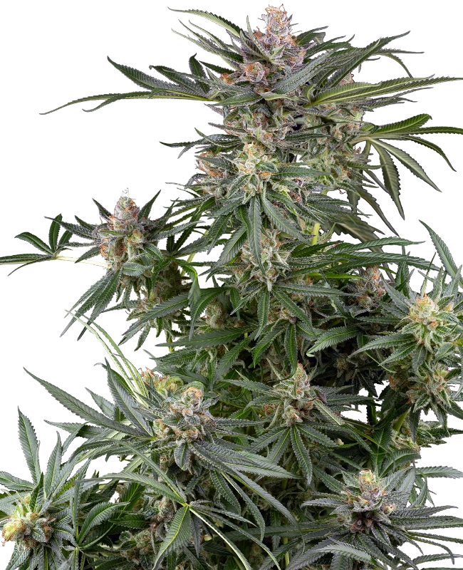 Dosimosa - Sensi Seeds