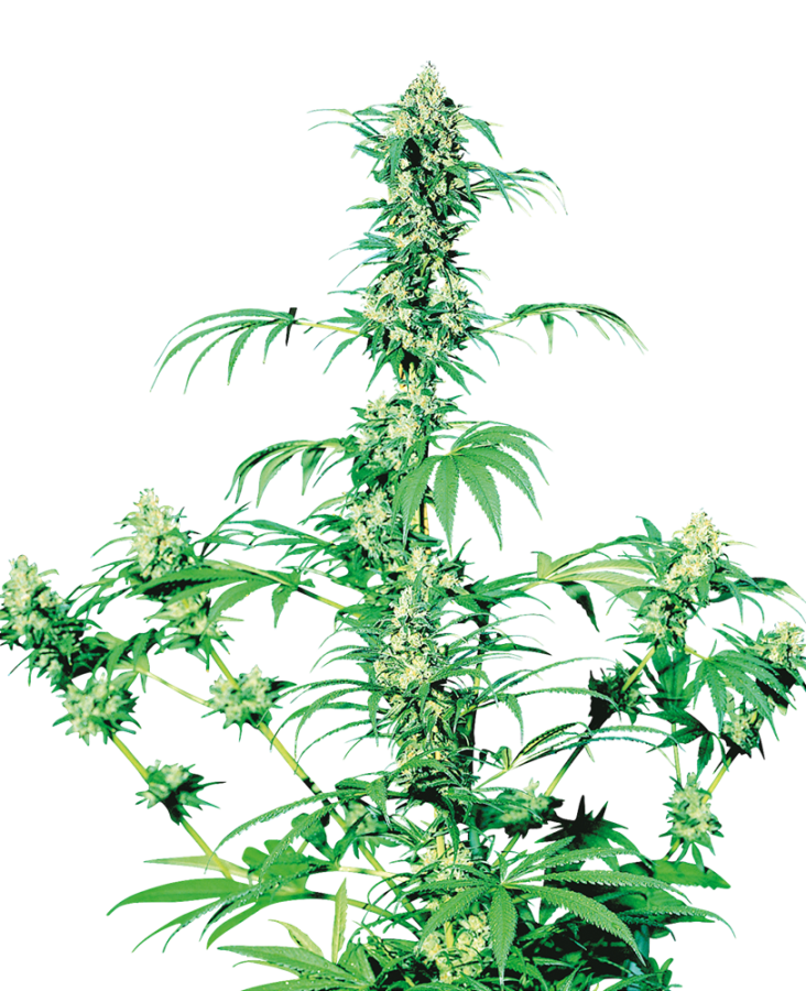 Early Girl regulär - Sensi Seeds