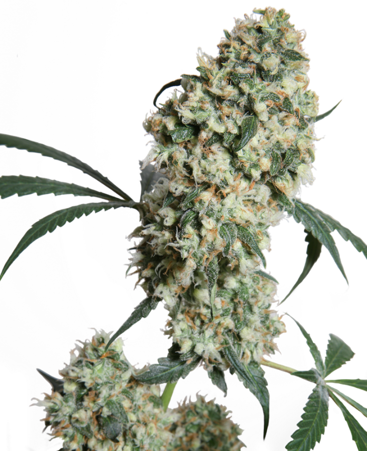 Ed Rosenthal Super Bud regulär - Sensi Seeds