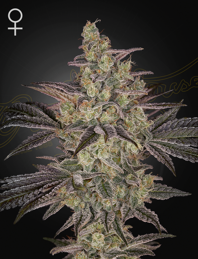 Frosted Guava Auto - GreenHouse Seeds