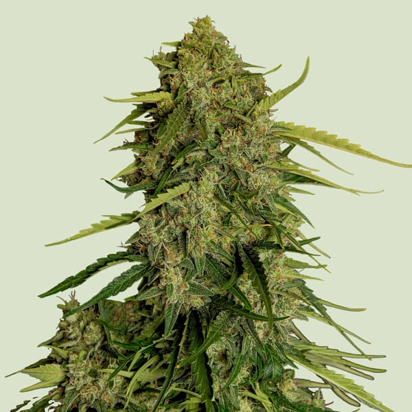 Atlas F1 - Royal Queen Seeds