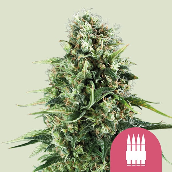 Royal AK - Royal Queen Seeds