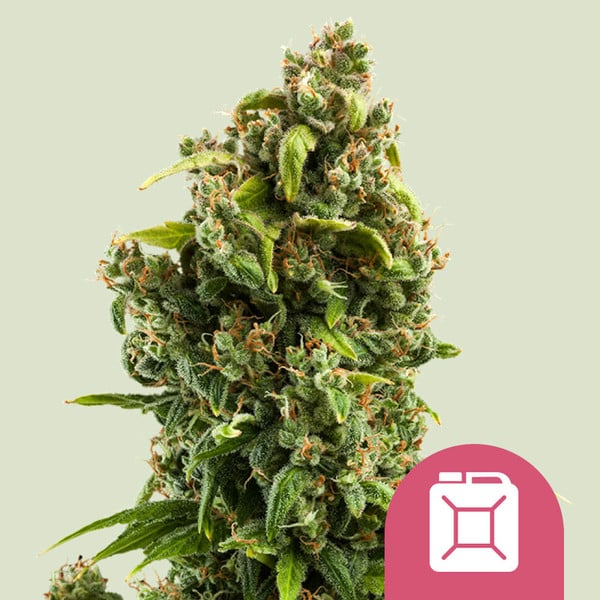 Sour Diesel - Royal Queen Seeds/RQS