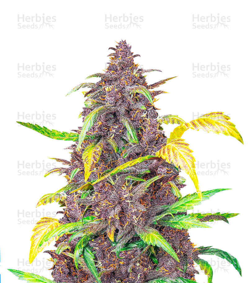 Auto Blackberry Kush feminisierte Samen