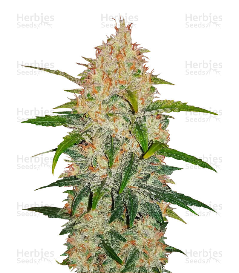 Z Auto (Fast Buds) Cannabis-Samen