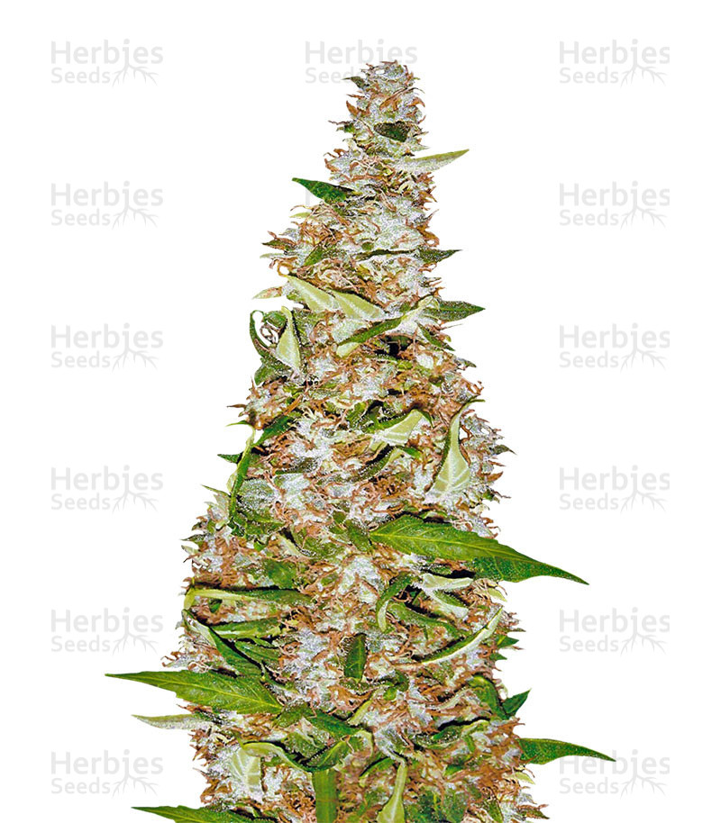 Skunk #1 Automatic (Sensi Seeds) Cannabis-Samen