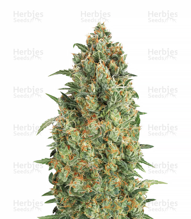 Auto Strawberry Gum (Advanced Seeds) Cannabis-Samen