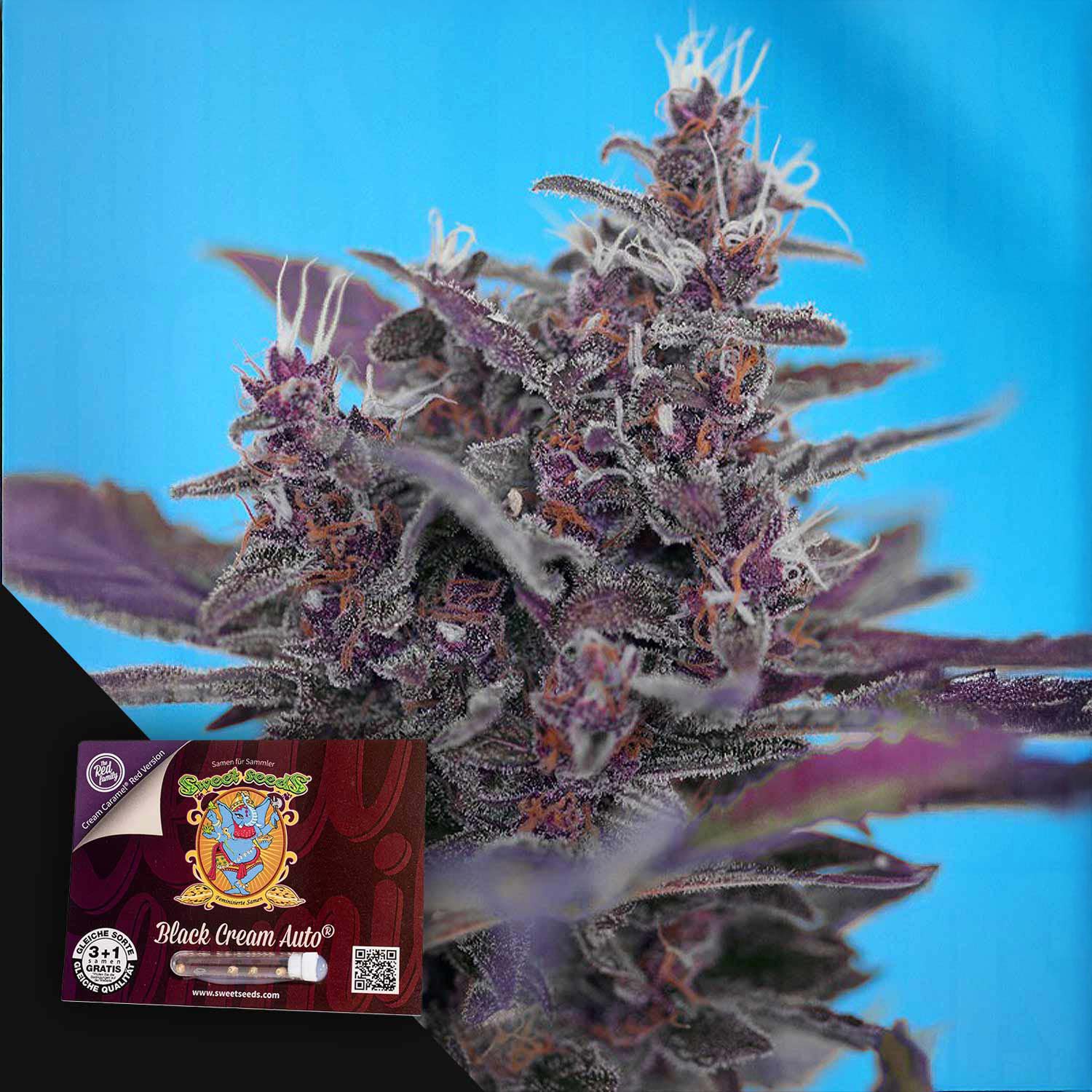 Black Cream Auto