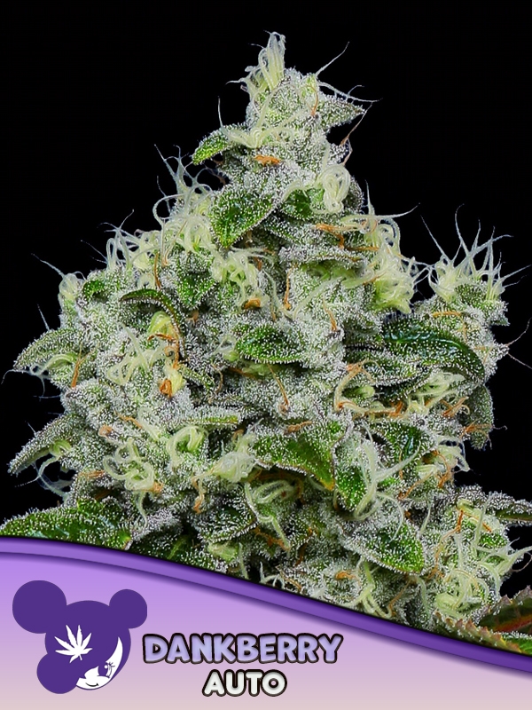 Dankberry Auto - Anesia Seeds
