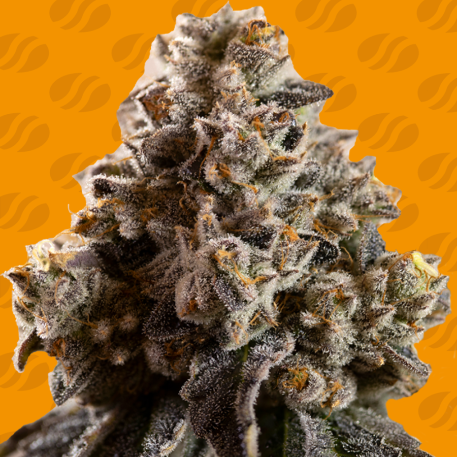 Alien Moonrocks - Original Sensible Seeds