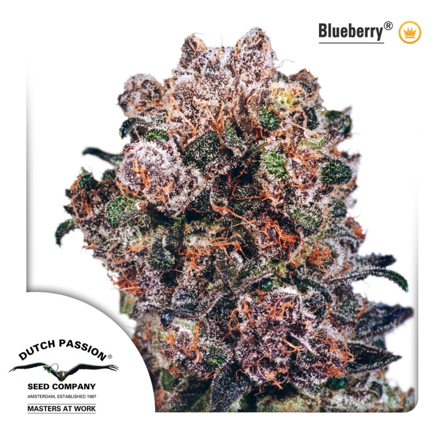 Blueberry regulär - Dutch Passion