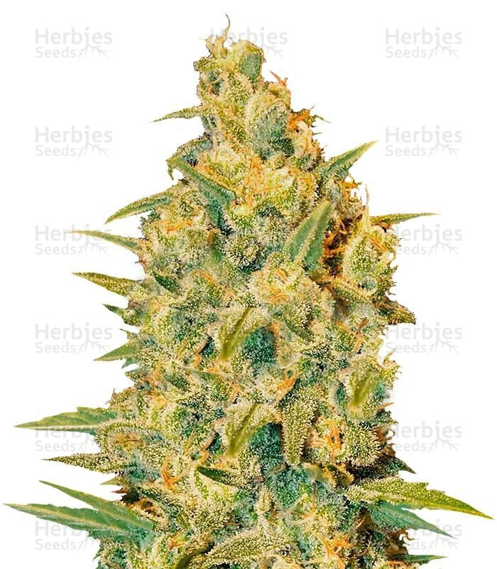 Critical Sensi Star (Delicious Seeds) Cannabis-Samen