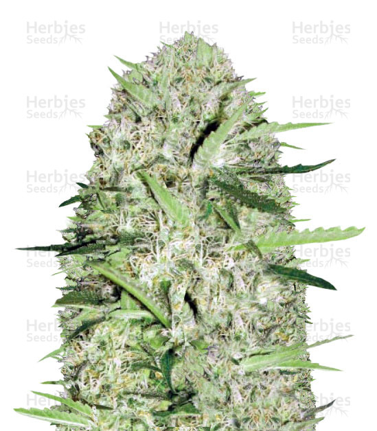 Auto Parmesan (Auto Cheese) Cannabis-Samen
