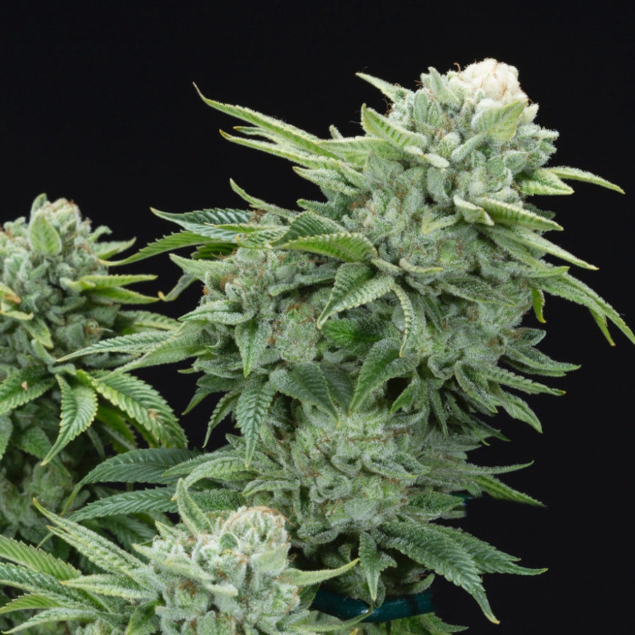 Gorilla Glue #4 S1 - ELEV8 Seeds