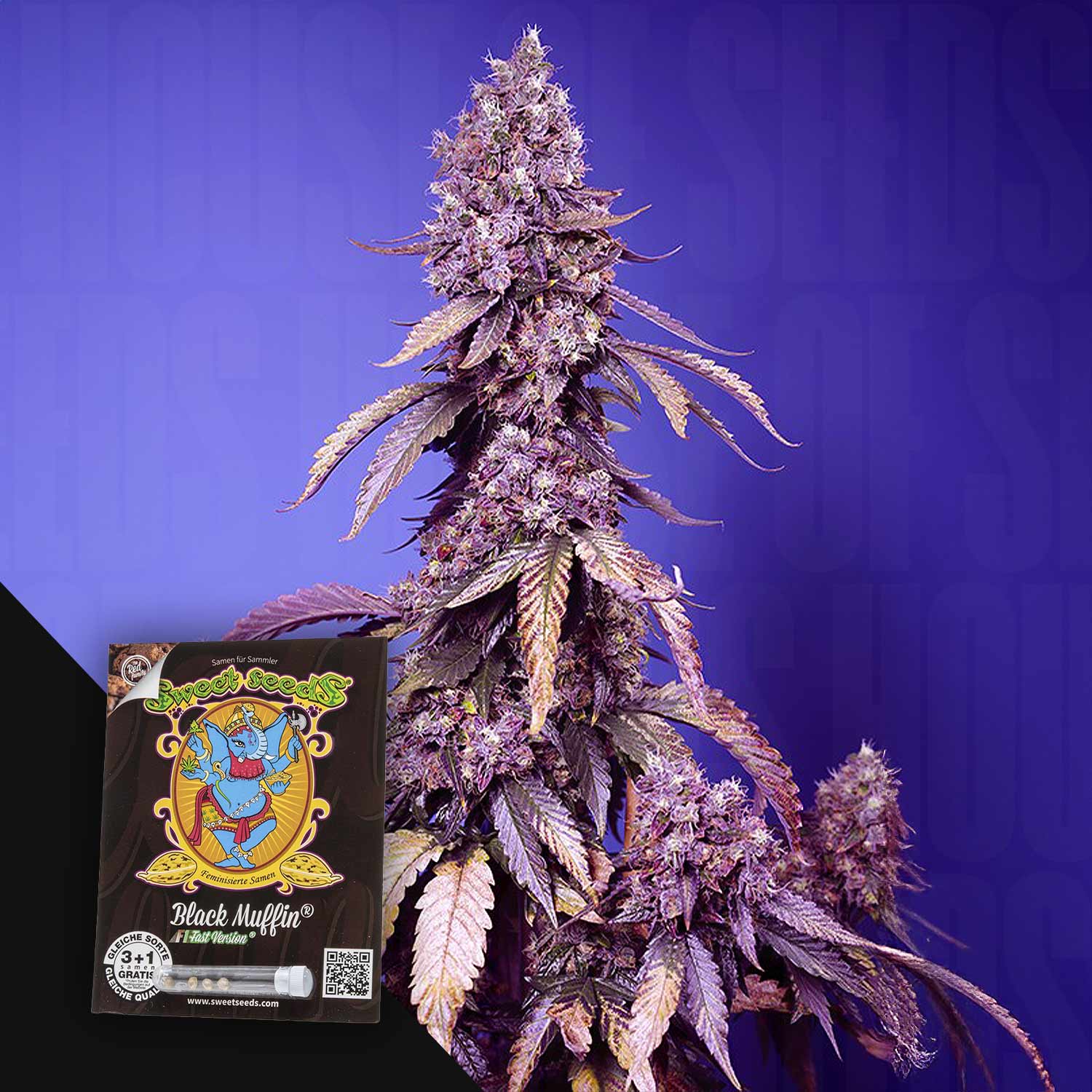 Black Muffin F1 FAST