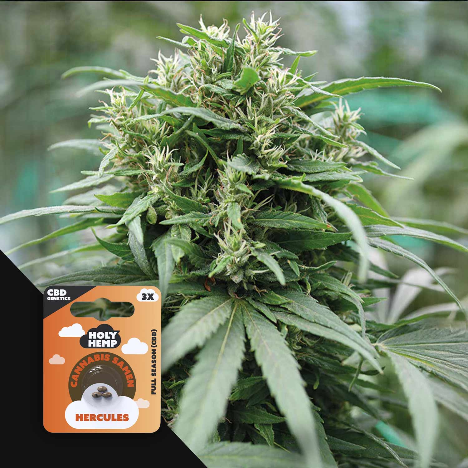 Hercules - CBD Genetics