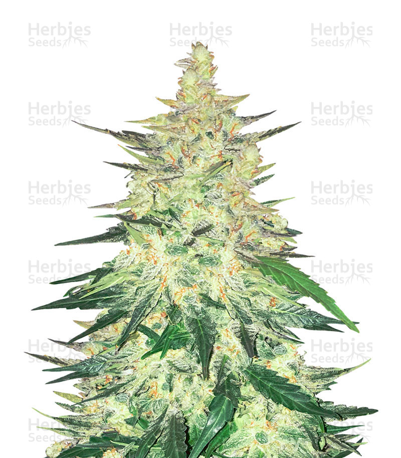 CBD Auto 1:1 (CBD Crack) Cannabis-Samen