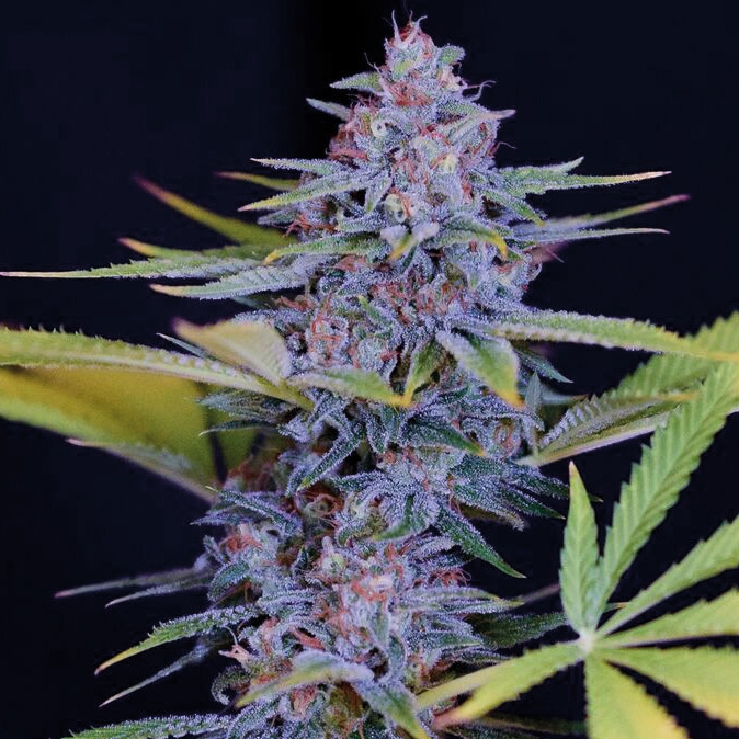 Afghani Gold - Spliff Seeds