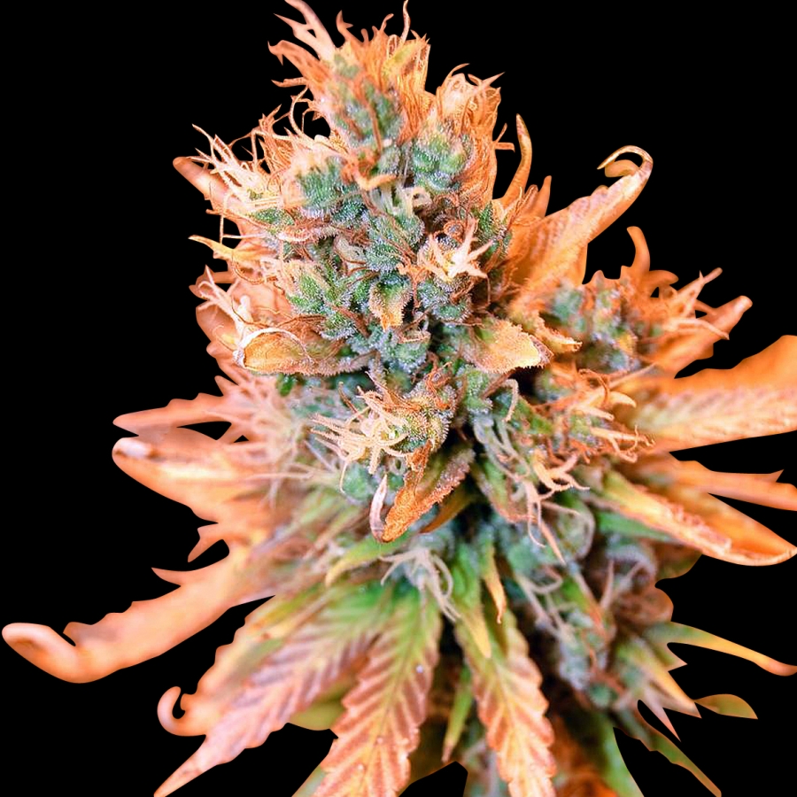 Blue Medi Kush - Spliff Seeds