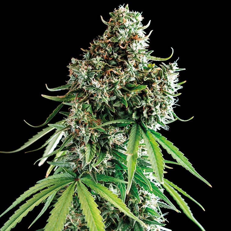 CBD Medi Kush - Spliff Seeds