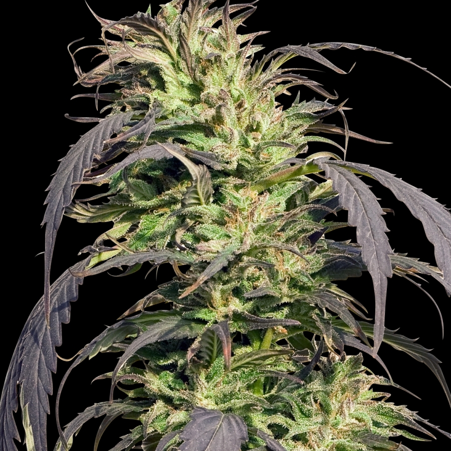 Gold Rush Outdoor - Spliff Seeds