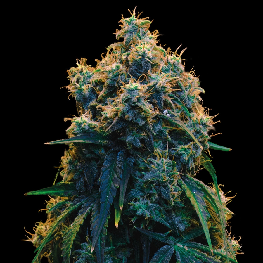 Mega Power Plant - Spliff Seeds