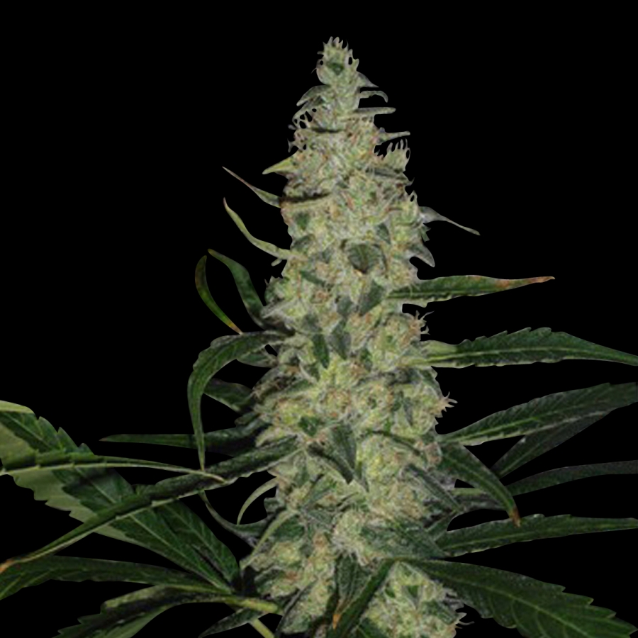 Super Skunk - Spliff Seeds