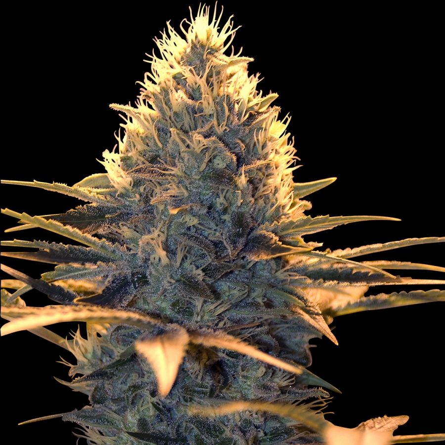 Spliff Cheese Automatic - Spliff Seeds