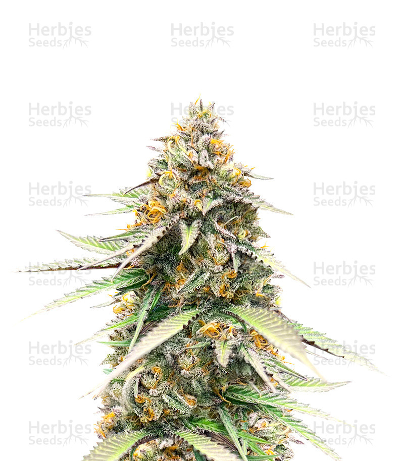 Delicious Cookies Early Version feminisierte Samen (Delicious Seeds)