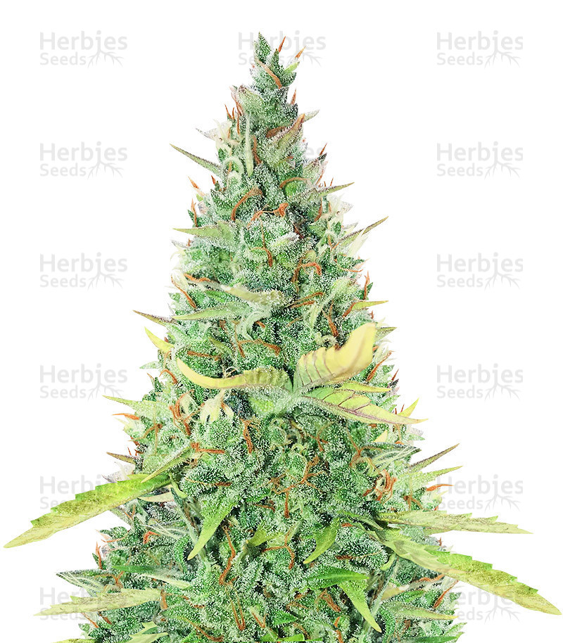 Critical XXL Auto feminisierte Samen (Herbies Seeds)