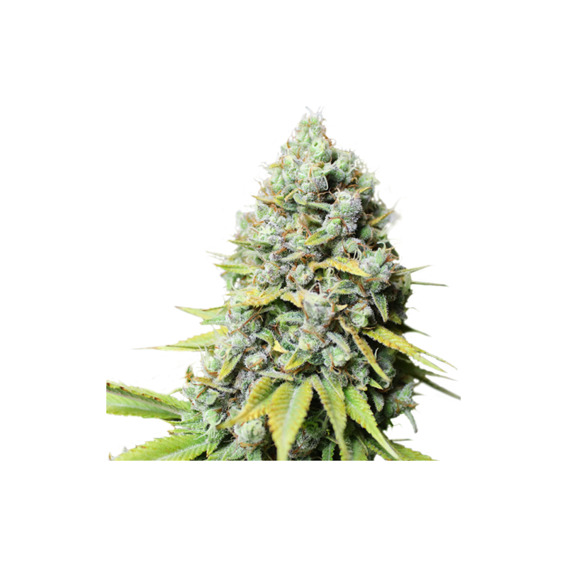 Karel's Haze Reg. - Super Sativa Seed Club