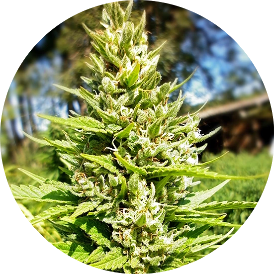 Tao Mix Classic regulär - Top Tao Seeds