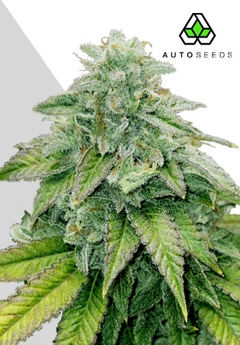 Bruce Banner - Auto Seeds