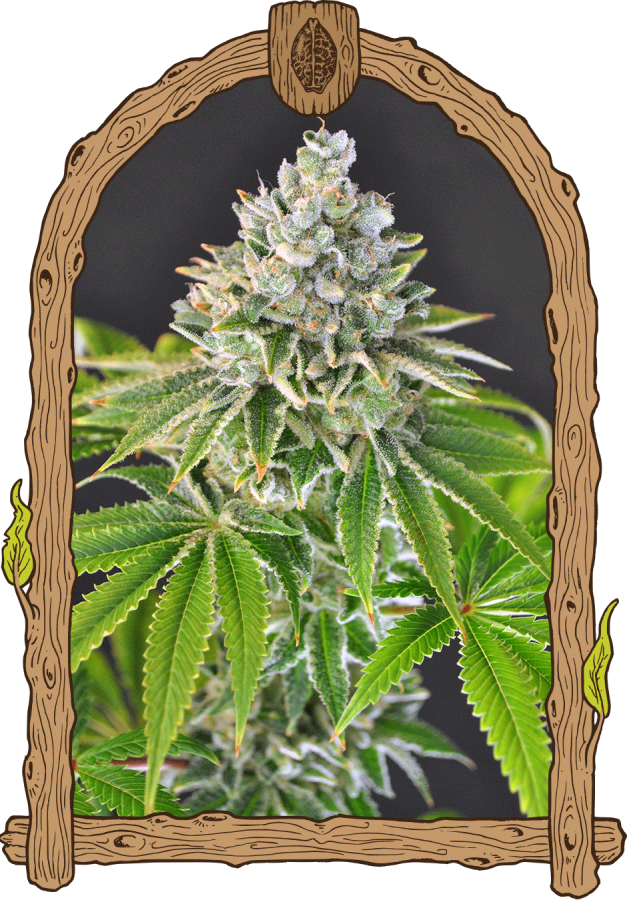 Amnesia #7 - Exotic Seeds